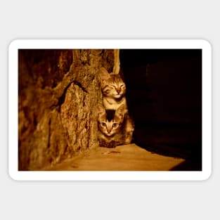 Cat Baby / Swiss Artwork Photography Sticker